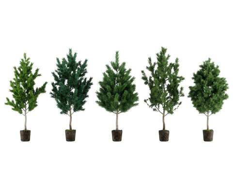 Conjunto de cinco &aacute;rvores con&iacute;feras verdes em vasos individuais, isoladas em um fundo branco puro, perfeitas para projetos de design paisag&iacute;stico, arquitetura, renderiza&ccedil;&atilde;o 3D e decora&ccedil;&atilde;o de