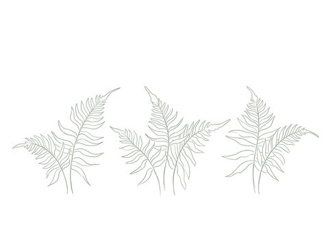 Ilustra&ccedil;&atilde;o vetorial minimalista de tr&ecirc;s ramos de samambaia com linhas finas e elegantes em estilo bot&acirc;nico, isolado sobre um fundo branco puro, ideal para design gr&aacute;fico e decora&ccedil;&atilde;o de interiores.