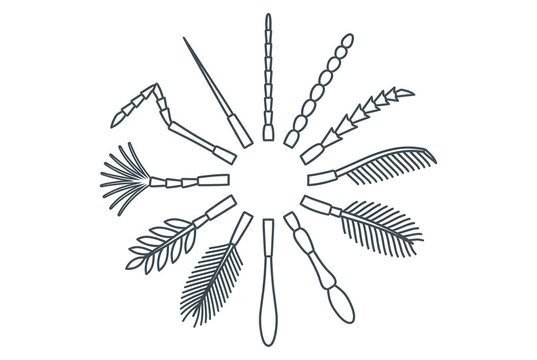 Conjunto de &iacute;cones vetoriais representando diferentes tipos de antenas de insetos dispostas em um c&iacute;rculo, exibindo varia&ccedil;&otilde;es morfol&oacute;gicas como filiforme, serrilhada, plumosa e clavada em estilo