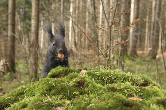 Squirrel (Sciurus vulgaris) with a hazelnut on a moss-covered tree stump, Allg&auml;u, Bavaria, Germany