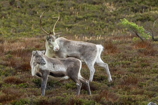 Reindeer (Rangifer tarandus) in the Cairngorm Mountains in the Scottish Highlands, Aviemore, Scotland, United Kingdom