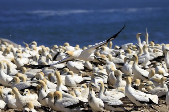 Cape Gannet (Morus capensis), adult, in flight, breeding colony, Lamberts Bay, Western Cape, South Africa