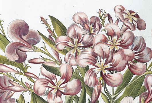 Blossoms, rose laurel, true oleander (Nerium oleander), hand-coloured copperplate engraving by Basilius Besler, from Hortus Eystettensis, 1613