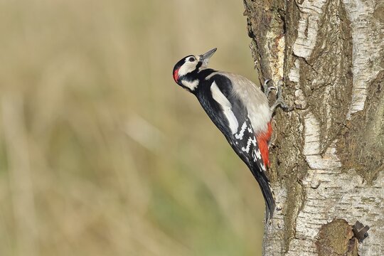 Great spotted woodpecker (Dendrocopus major), male, foraging on the trunk of a common birch (Betula pendula), wildlife, woodpeckers, nature photography, autumn, Wilnsdorf, North Rhine-Westphalia, Germany