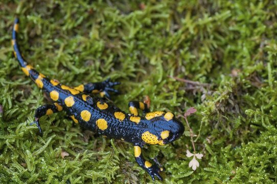 Fire salamanders, fire salamanders, salamandra salamandra, amphibians, amphibians, caudata, amphibians, tail amphibians