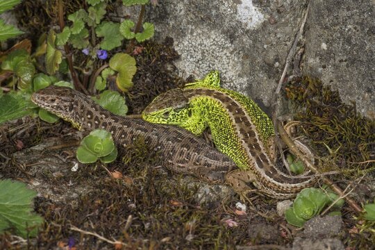 Two sand lizards (Lacerta agilis), female on the left, male on the right, camouflaged between plants and stones, Baden-W&uuml;rttemberg, Germany