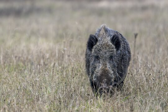 The wild boar (Sus scrofa) has changed direction again and is heading straight for me, mating season, November, Denmark