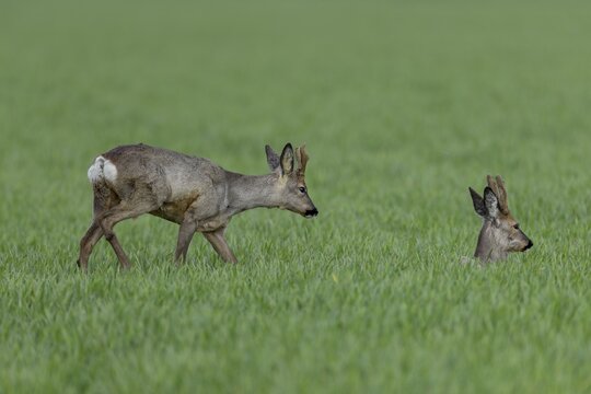 A roebuck (Capreolus capreolus) tries to make contact with another buck, the attempt is not reciprocated and the yearling moves on to graze in the field, Winterfell, April, Germany