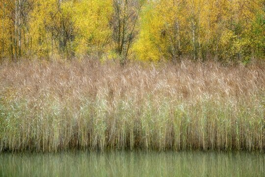 Autumn glowing birches on the edge of a lake, Vechta, Lower Saxony, Germany