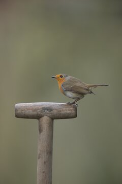 European robin (Erithacus rubecula) adult bird on a garden fork handle, Suffolk, England, United Kingdom