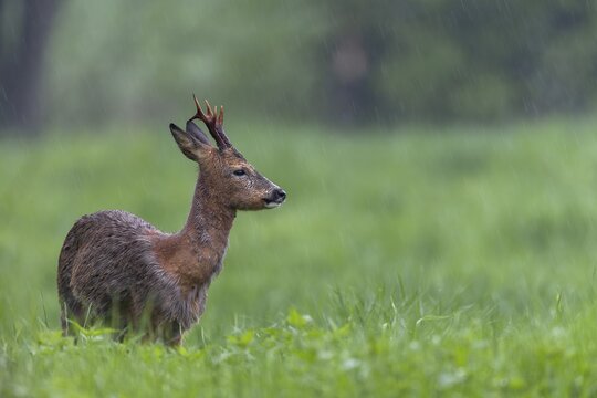 Roebuck (Capreolus capreolus) during a rain shower, the retracted eavesdroppers signalise aggression towards another male, hostility, change of coat, Germany