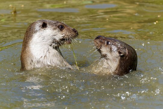 Two otters communicating in the water, their heads close together, European otter (Lutra lutra) Germany