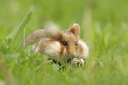 European hamster (Cricetus cricetus) in a meadow, wildlife, Austria