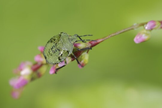 Green stink bug or green shield bug (Palomena prasina), nymph, North Rhine-Westphalia, Germany
