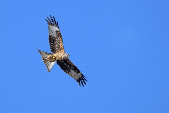 Red kite (Milvus milvus), M&uuml;nster, Tyrol, Austria
