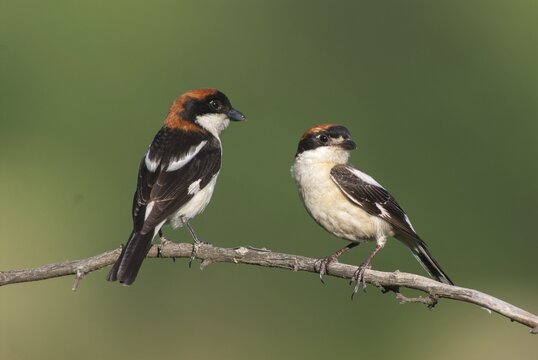 Lanius senator, red-headed shrike, woodchat shrike, birds, Bulgaria, female, male, passeri, songbirds, songbirds, birds, female, shrike