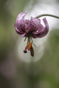 Martagon lily (Lilium martagon), Emsland, Lower Saxony, Germany