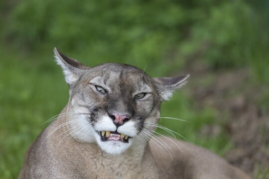 One male cougar, Puma concolor, frontal portrait with green vegetation in the background. Snarling