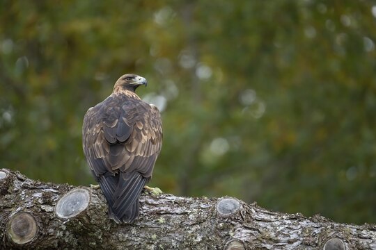 Golden eagle (Aquila chrysaetos) adult bird on a tree branch, Scotland, United Kingdom, Captive