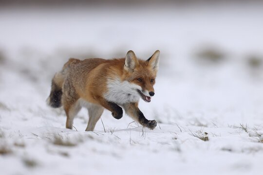 Red fox (Vulpes vulpes) running in a snowy meadow, Czech Republic