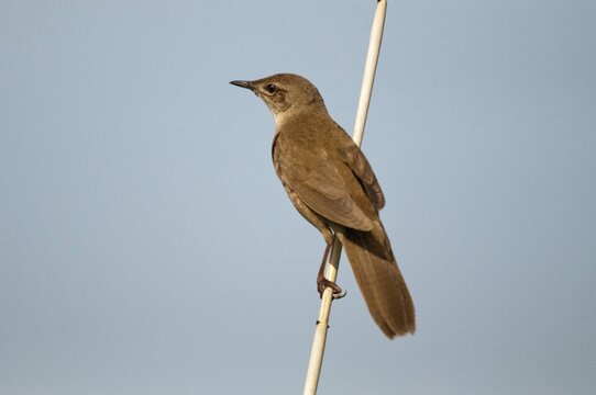 Locustella luscinioides, cane swirl, Savi's warbler, birds, passeri, songbirds, birds