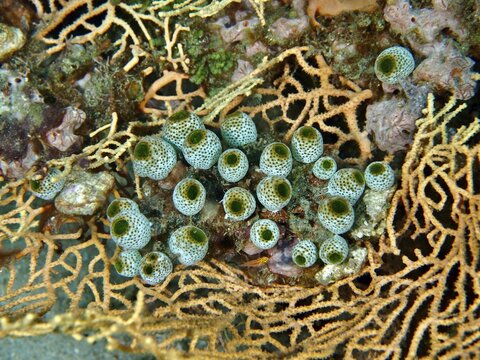 Close-up of green tubular organisms, robust reef squirt (Atriolum robustum), on coral. Dive site Twin Reef, Penyapangan, Bali, Indonesia