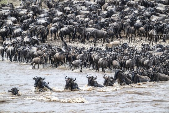 The Great Migration: Huge herds of wildebeest (Connochaetes taurinus) cross the Mara River and swim to the other bank, close-up of the herd, Serengeti, Tanzania