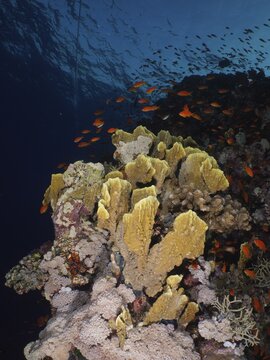 Blade firel coral (Millepora platyphylla) and group of sea goldie (Pseudanthias squamipinnis) at sunset, St. Johns dive site, Red Sea, Egypt