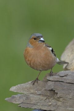 Common chaffinch (Fringilla coelebs), male sitting on a stone, animal portrait, wildlife, North Rhine-Westphalia, Germany