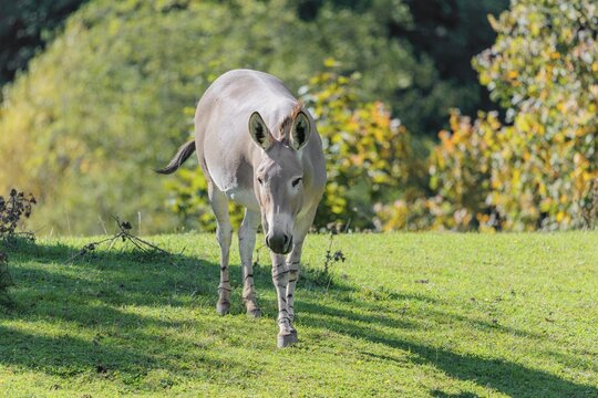 A female Somali wild ass, Equus africanus somaliensis, running across a green meadow