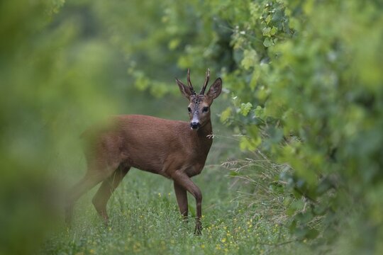 Roebuck (Capreolus capreolus) in a vineyard, Germany