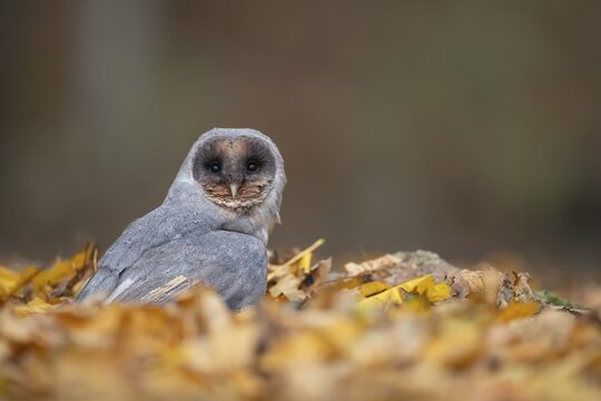 Barn owl (Tyto alba) adult bird in its dark form amongst fallen autumn leaves, Norfolk, England, United Kingdom, Captive