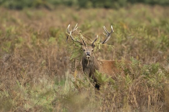 Red deer (Cervus elaphus) adult male stag roaring during the rutting season in autumn with Bracken on its head, England, United Kingdom