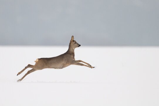 Roe deer in winter, Oldenburger M&uuml;nsterland, Vechta, Lower Saxony, Germany