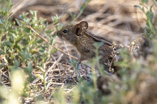 Four-striped grass mouse or four-striped grass rat (Rhabdomys pumilio), South Africa