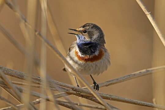 Bluethroat (Luscinia svecica) singing on a reed, wildlife, Germany