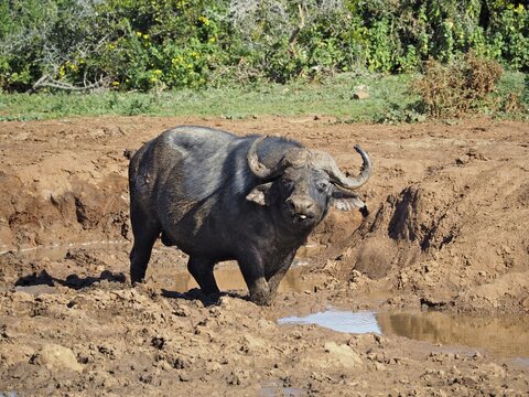A Cape buffalo (Syncerus caffer) stands in a muddy waterhole in the savannah, surrounded by nature, Addo Elephant National Park, South Africa