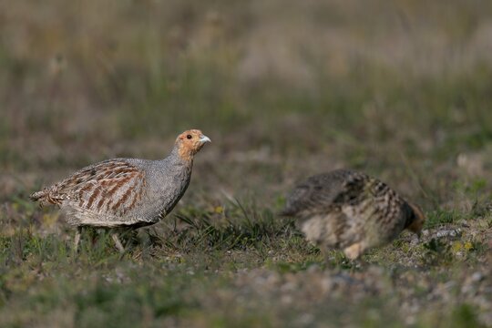 The male grey partridge (Perdix perdix) repeatedly interrupts the search for food, while the female is hardly disturbed, Denmark