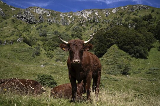 Salers cattle, dairy cow, special for raw milk cheese Cantal, Puy de Sancy, Mont-Dore, D&eacute;partement Puy-de-Dome, Region Auvergne-Rh&ocirc;ne-Alpes, France