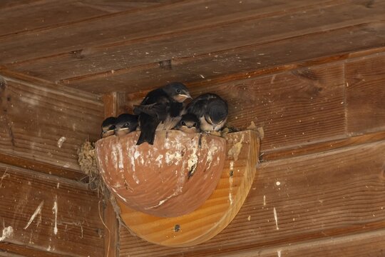 Barn swallow (Hirundo rustica) five juvenile baby birds in a nest in summer, England, United Kingdom
