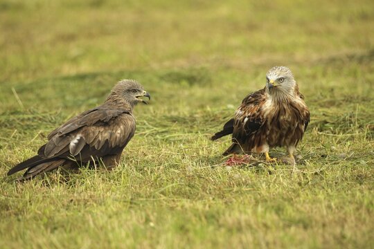 Red kite (Milvus milvus) adult bird at dead young fox (Vulpes vulpes) on freshly mown meadow, fledgling begs parent for food with open beak, Allg&auml;u, Bavaria, Germany, Allg&auml;u, Bavaria, Germany