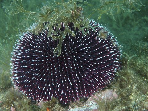 A purple sea urchin (Sphaerechinus granularis) with dense spines rests on the seabed, surrounded by seaweed, at the Cap de Creus Marine Reserve dive site, Rosas, Costa Brava, Spain, Mediterranean Sea