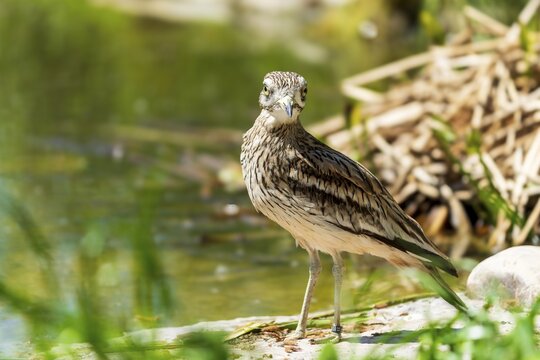 A bird stands in a natural shore area, surrounded by green moss and plants, sunny atmosphere, Stone Curlew (Burhinus oedicnemus), France