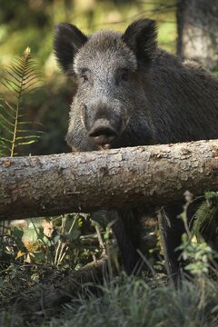 Wild boar (Sus scrofa) Boar securing behind surrounding tree, Allg&auml;u, Bavaria, Germany