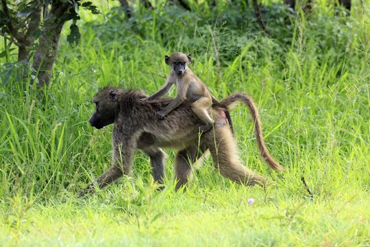 Bear baboon (Papio ursinus), Chakma baboon, adult, female, running, foraging, young, on its mother's back, sitting, childhood, Kruger National Park, Kruger National Park, South Africa