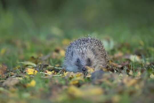 European hedgehog (Erinaceus europaeus) adult animal walking across fallen autumn leaves on a garden grass lawn, England, United Kingdom