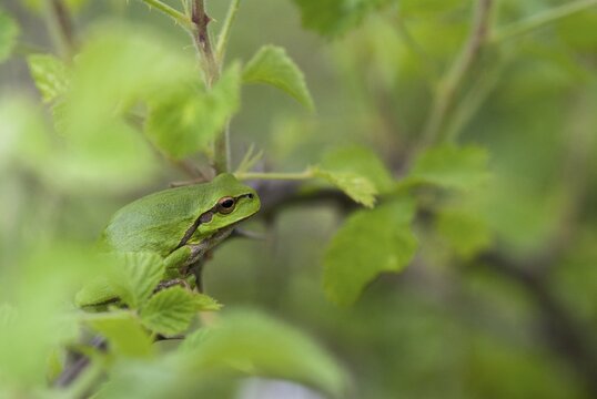 Eastern tree frog, hyla orientalis, tree frog, amphibians, amphibians, Bulgaria, frog, frog, amphibian, eastern tree frog