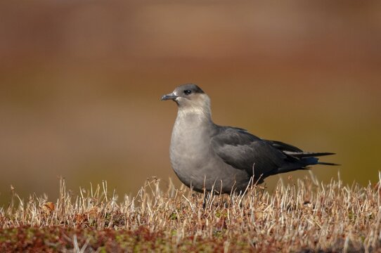 Arctic hunter, arctic skua, arctic tern, Norway, parasitic hunter, parasitic skua, parasite predatory gull, stercorarius parasiticus, varanger, birds, charadriiformes, limikolen, predatory gulls, stercorariidae, birds