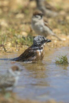 Lanius Collurio, red-backed shrike, redback shrike, bath, bird bath, birds, high size, portrait format, male, passeri, songbirds, potion, birdbath, birds, watering place, shrike