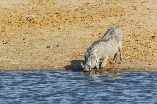 Warthog (Phacochoerus africanus) drinking at a waterhole, Etosha National Park, Namibia